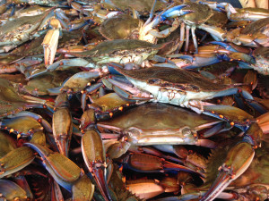 Blue crabs mcl