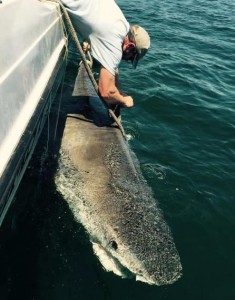 Shark Chessie