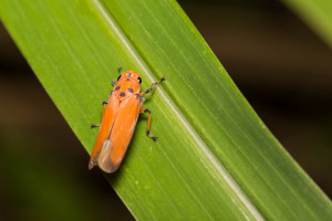 Spittlebug