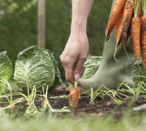 Veggie garden