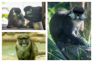 Monkeys