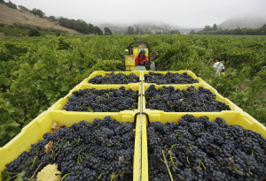 Wine Harvest Begins