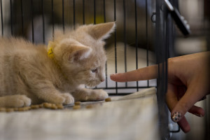Pets CatCon