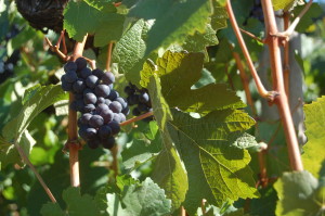 Oregon Grape Stomp