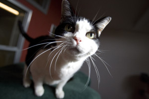 Household Pets Become Latest Victims Of Foreclosure Crisis