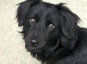 Pet of the week Saturn