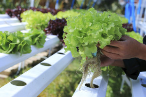 Hydroponic lettuce