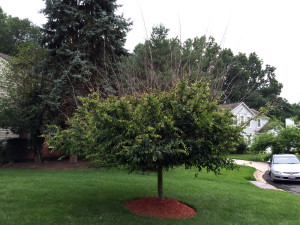 WTOP 2015; Bruce's bad mulch