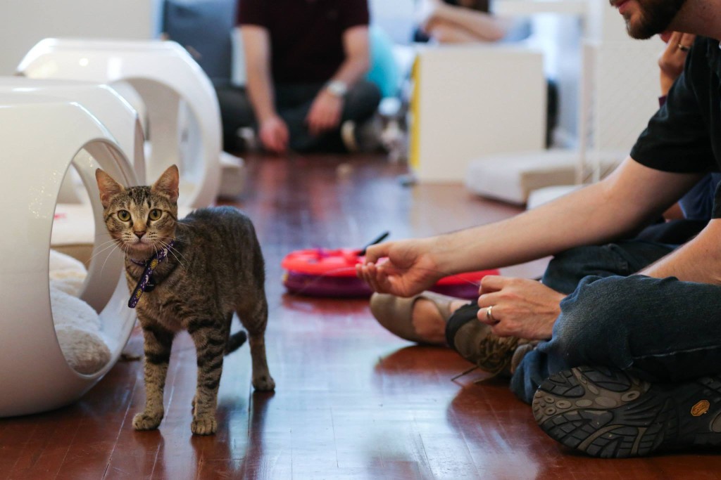 Crumbs and Whiskers Cat Cafe