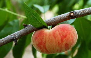FLAT PEACHES