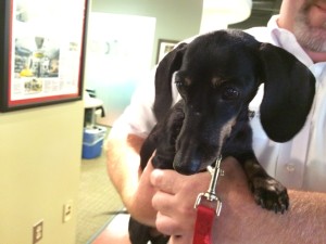 Orca Pet of the Week