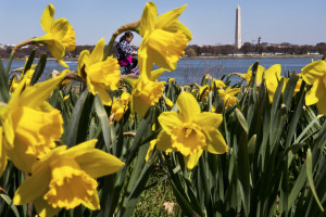 Flowers along the Potomac River