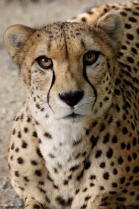 Cheetah