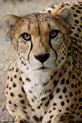 Cheetah