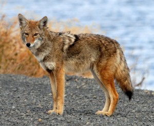 Coyote3