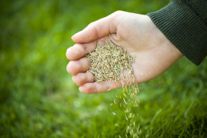 Grass