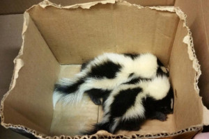 NYPD SKUNKS