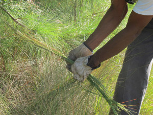 Sweetgrass Harvest