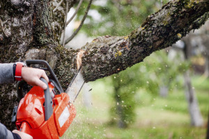 Tree branch cutting ts