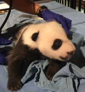 Bei Bei