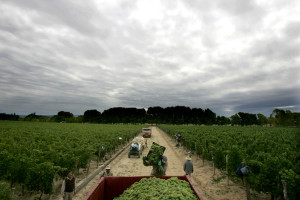 ARGENTINA WINE