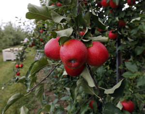 Artisanal Cider