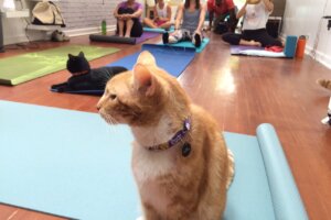 Cat Cafe Yoga