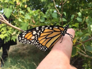 Butterfly