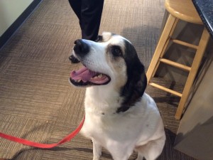 Lucci Pet of the Week