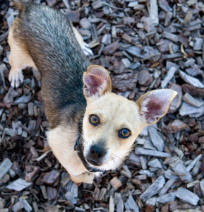 Welch WARL Pet of the Week