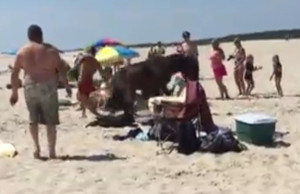 Assateague horse