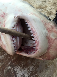 Bull shark