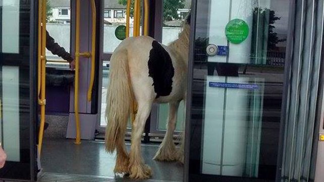 Horse