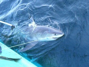 Shark tagged