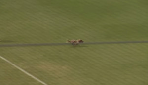 Weiner dog
