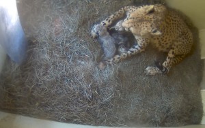 Cheetah