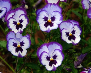 TRIAL GARDENS
