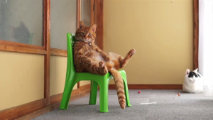 Cat sitting in a chair