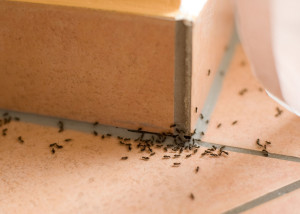 Ants house thinkstock