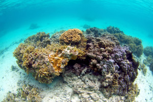 Coral Greenhouse Gases Waimanalo