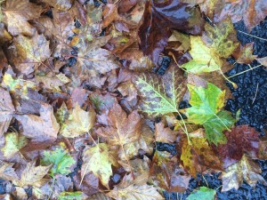 Leaves