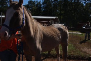 Central Virginia Horse Rescue
