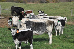 Randall Lineback Cows