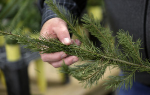 Christmas Trees Now What