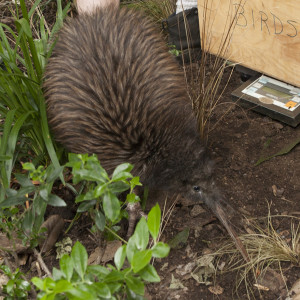 Keepers Weighing and Checking Female Kiwi for Egg