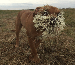 Porcupine quills
