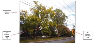 Trees