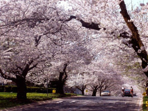 Cherry blossoms