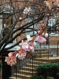 CHERRY BLOSSOMS DECEMBER