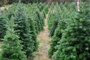 XmasTree